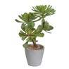 Plante en pot Succulente