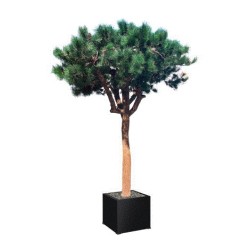 Arbre semi-naturel Pin 230/270 cm