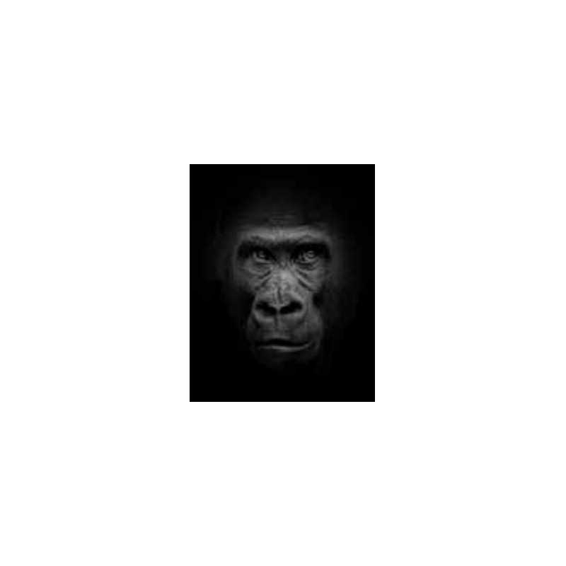 Tableau acoustique QUIETO recto avec cadre Alu 3D "Gorille"